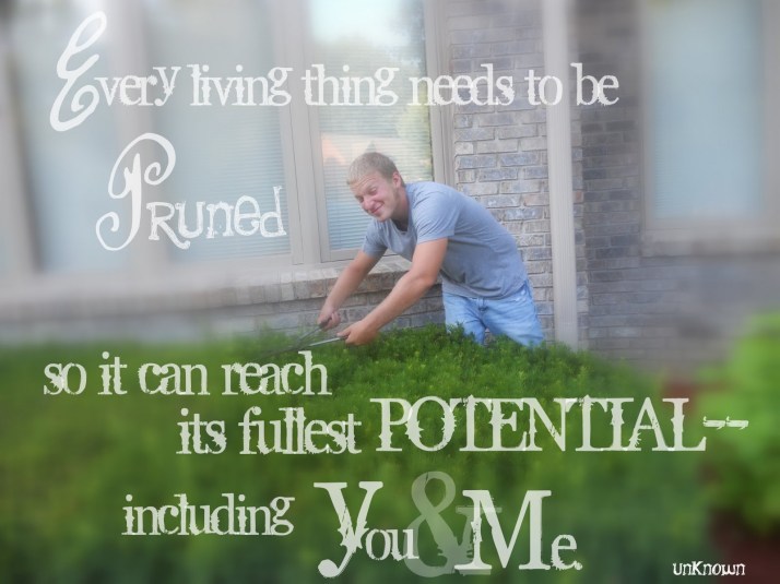 pruning3